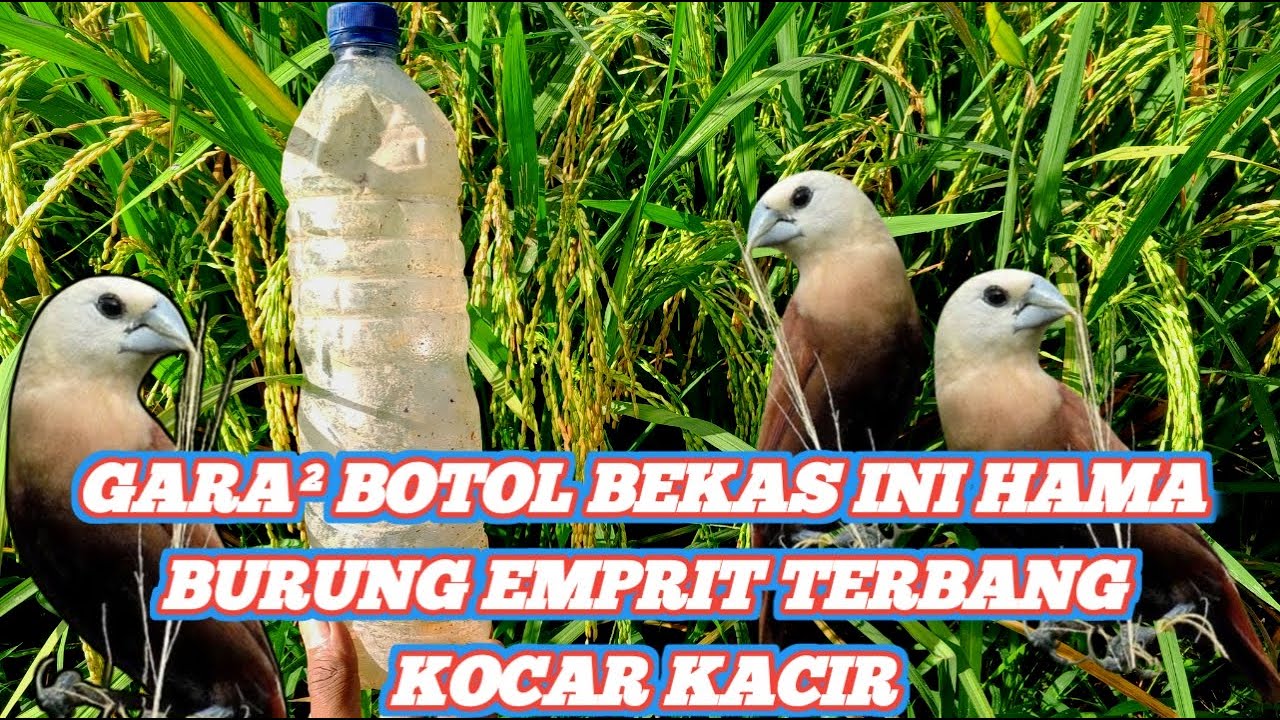 CUMA PAKE BOTOL INI KITA DUDUK SANTAI DI GUBUK BURUNG EMPRIT KABUR