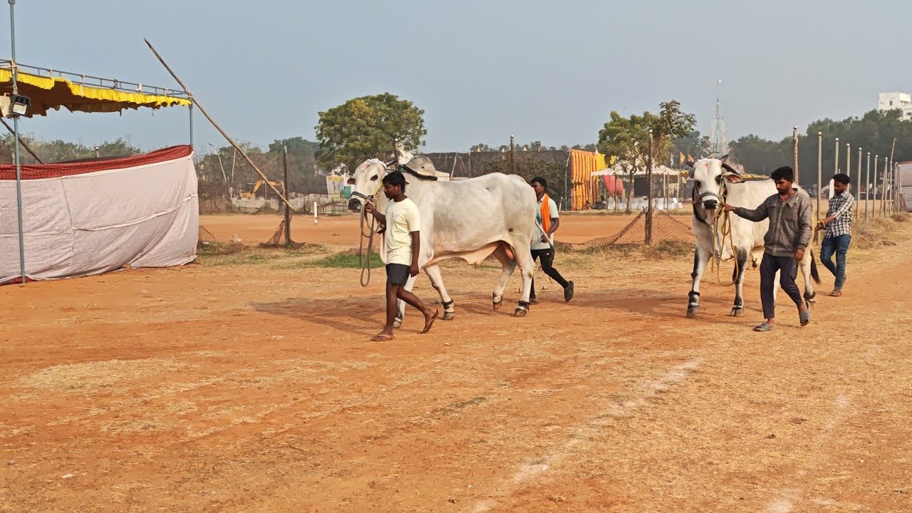 నరసరావుపేట సీనియర్స్ వచ్చిన జత MVSR BULLS || మార్తాల. వెంకట సుబ్బారెడ్డి గారు 💥💥