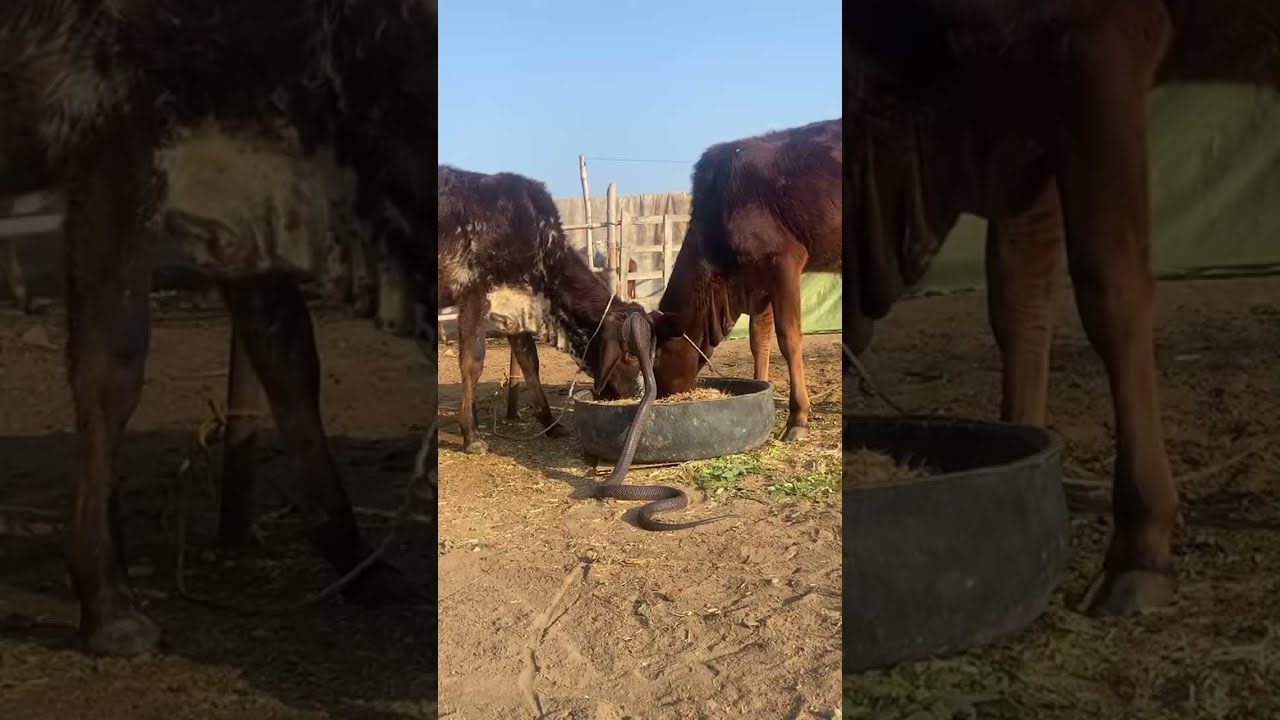 cobrasaaptv thrilling snake videos with real wild moments Saap wali video