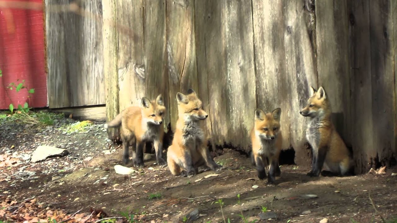 Four fox kits playing in yard.
