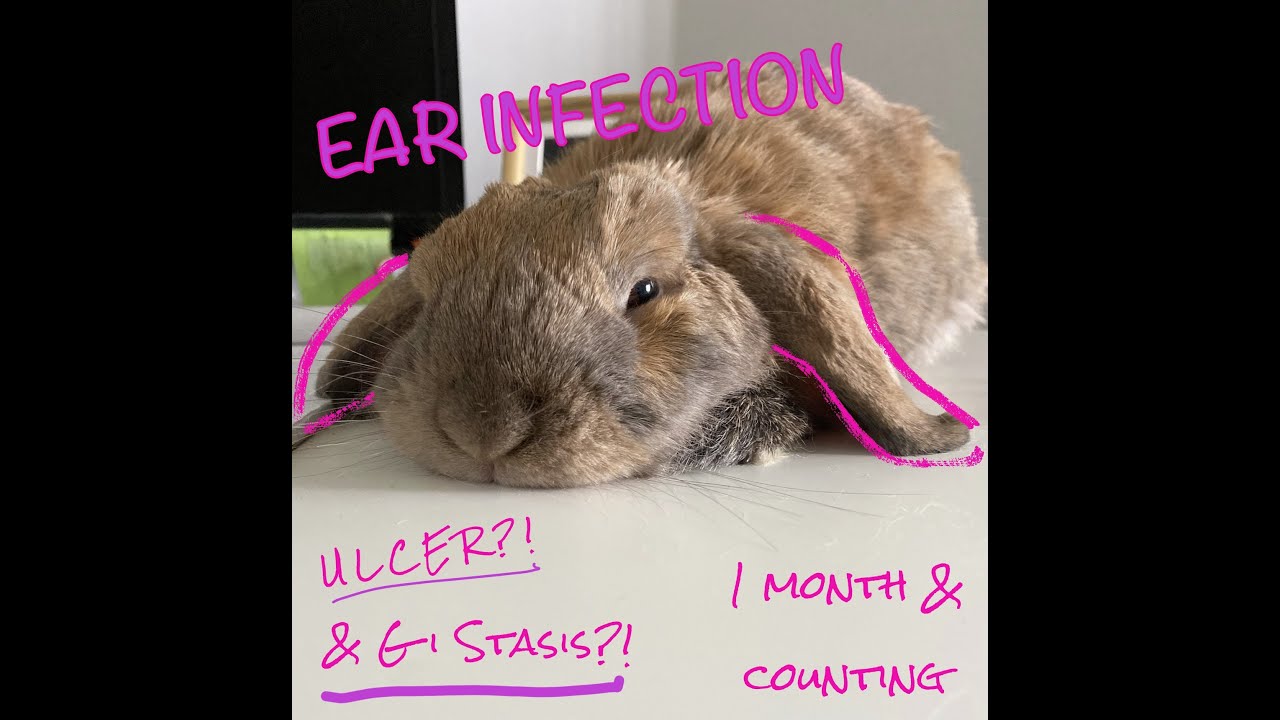 VLOG: RABBIT EAR INFECTION GONE WRONG THAT COST US $600+