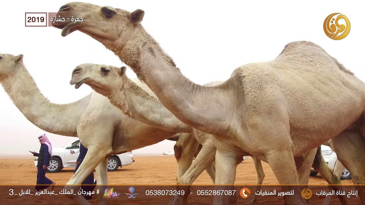 الفرديات جمره و حشاره - لمالك الابل سعود قاعد براك الجياشي الحارثي 2019