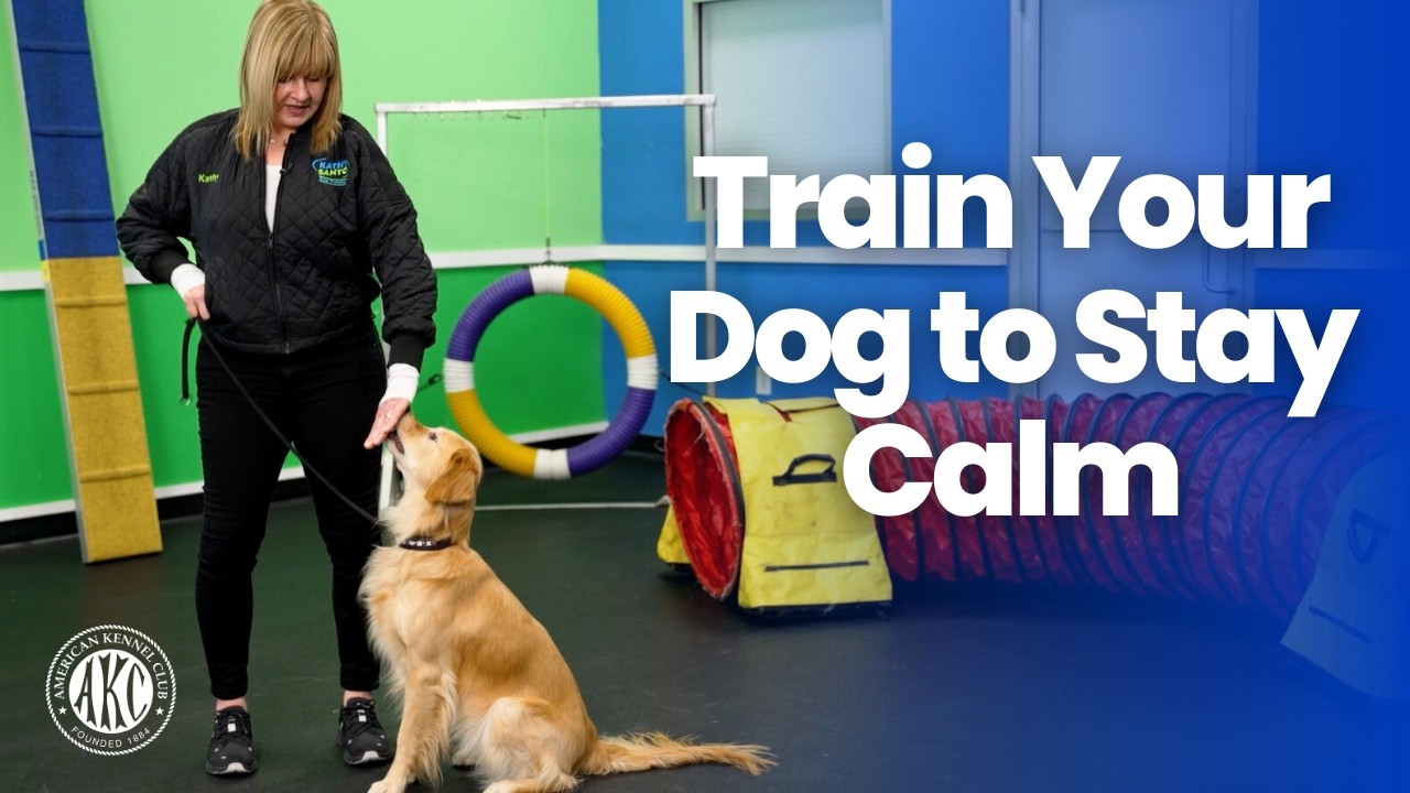 How to Train Your Dog to Stay Calm Around People | AKC Training Tips