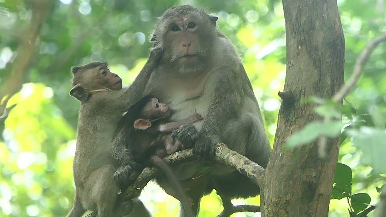 Baby Monkey Daisy Is Still On the tree With Mommy