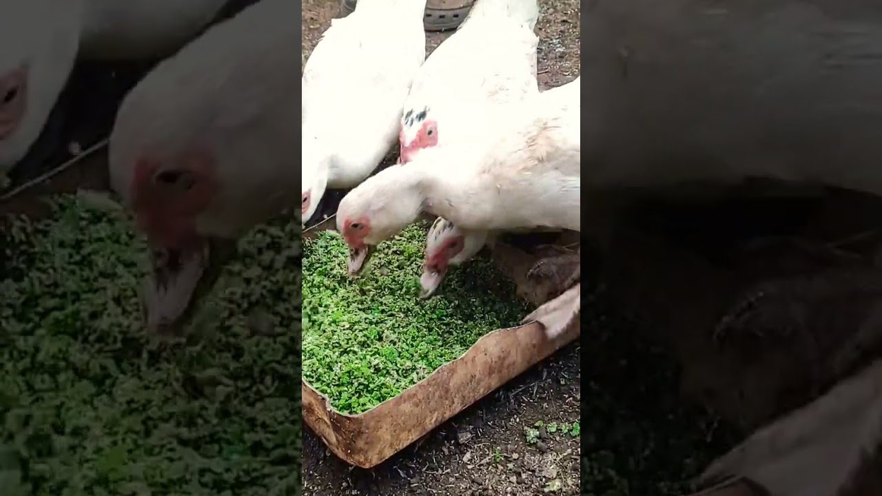 AZOLLA PAKAN ENTOK 