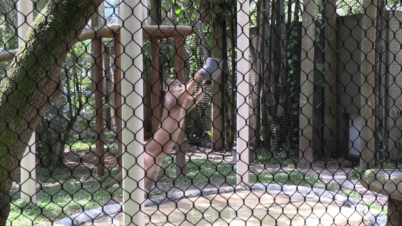 Active Animals at Zoo Tampa at Lowry Park