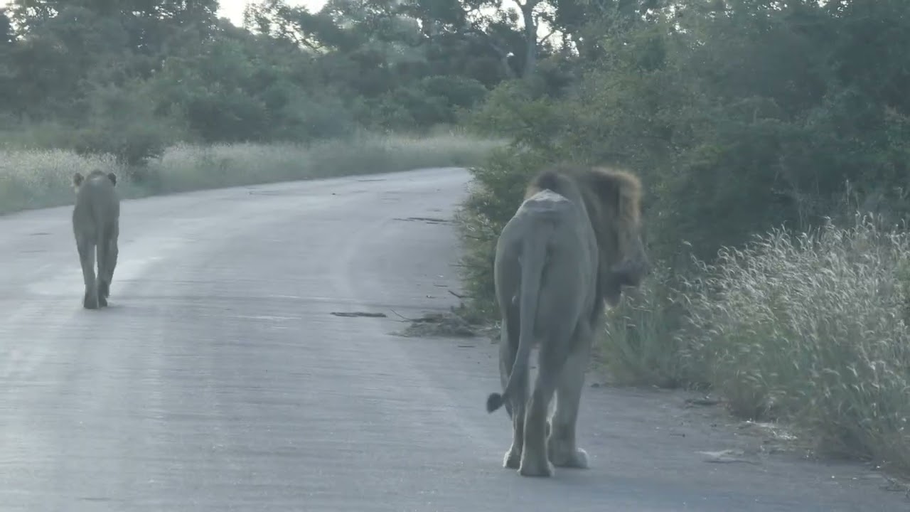 Lioness Leading the King at Sunset | Incredible Lion Pair Sighting in Kruger National Park💯🤗