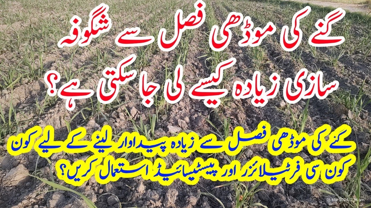 Sugarcane Ratoon/ Modhi Crop Management/Fertilizer Management in Ratoon Sugarcane crop