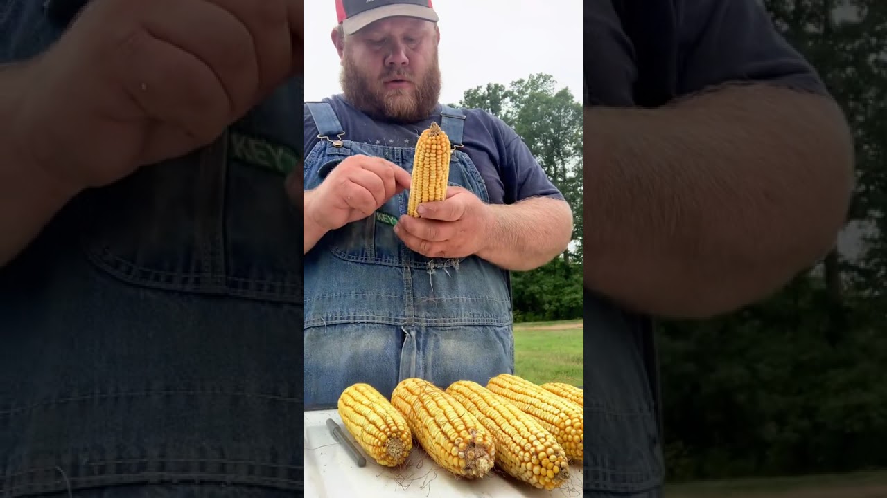 Оценка урожайности кукурузы! @NKSeeds #nkpartner #corn #farmtok #farmer #northcarolina #grain #fa...