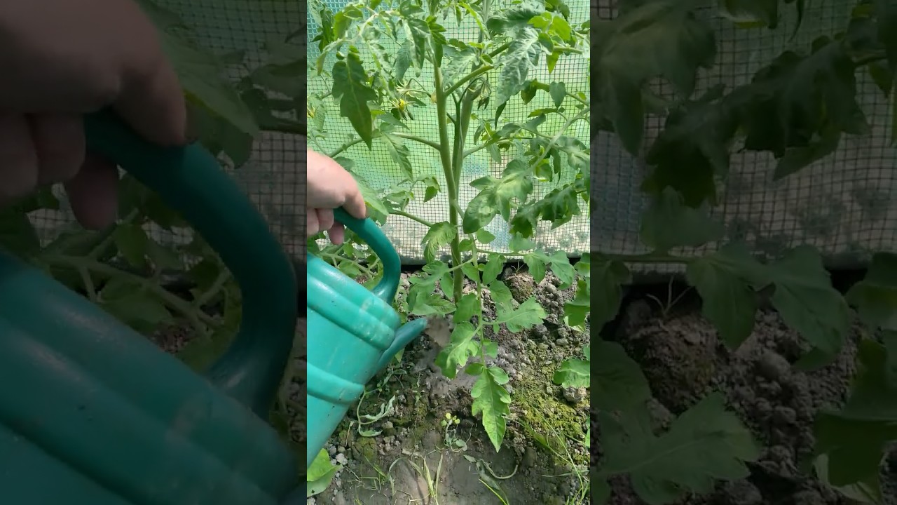 My GRANDMA'S tomato elixir 🍅✨🌞 #tomatoes #gardening #greenhouse #growyourown #growyourown #farming