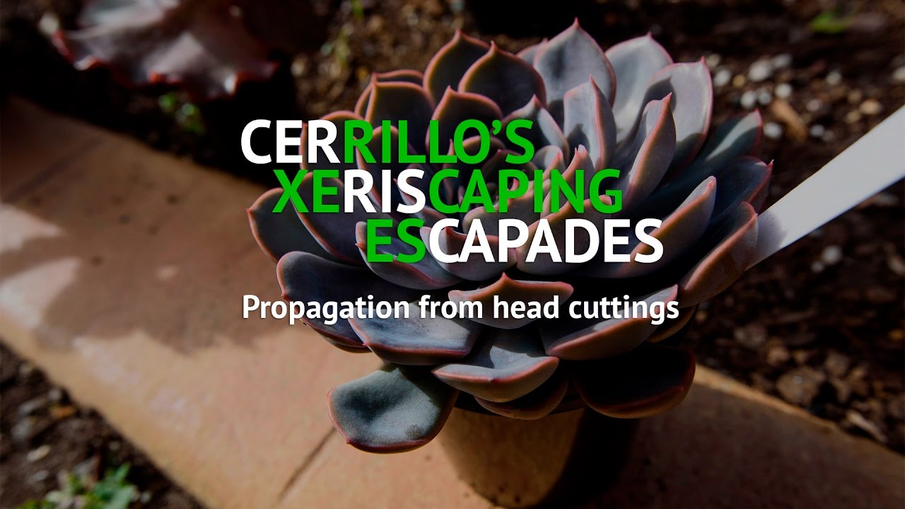 Propagation echeveria by chopping the rosette