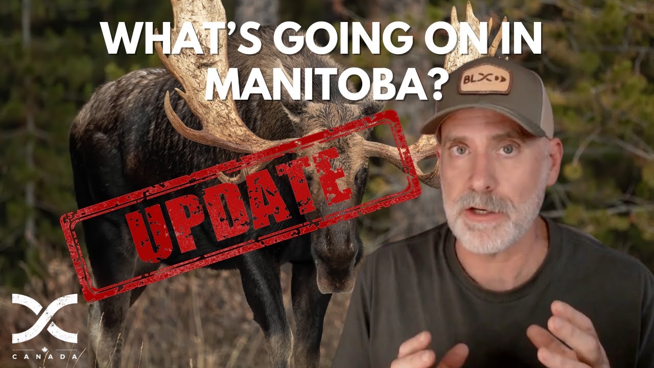 Manitoba Moose Hunting Update