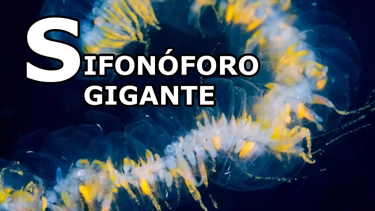Mide 40 m y no es un animal (son muchos) | Biología de la A la Z: Sifonóforo gigante