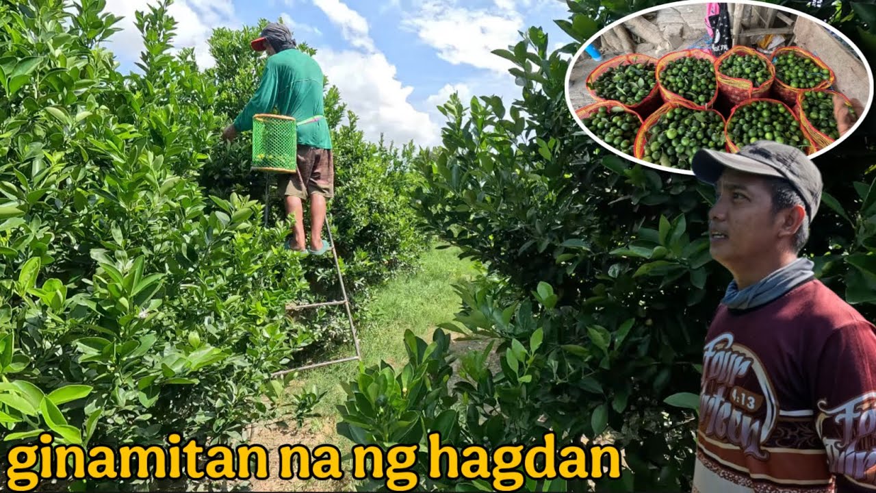 PINAPAUBOS KO NA ANG BUNGA 