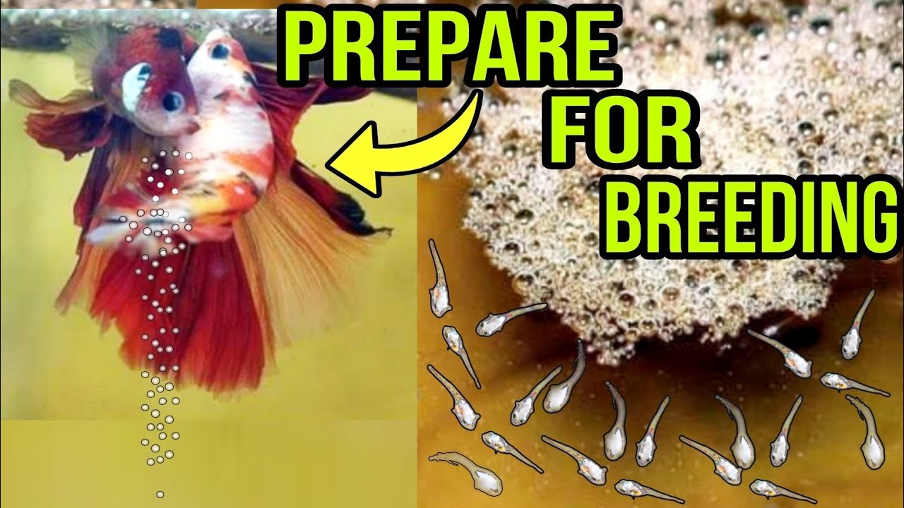 HOW TO PREPARE BETTA FISH FOR BREEDING A-Z FULL GUIDE | BETTA FISH BREEDING | FIGHTER FISH BREEDING