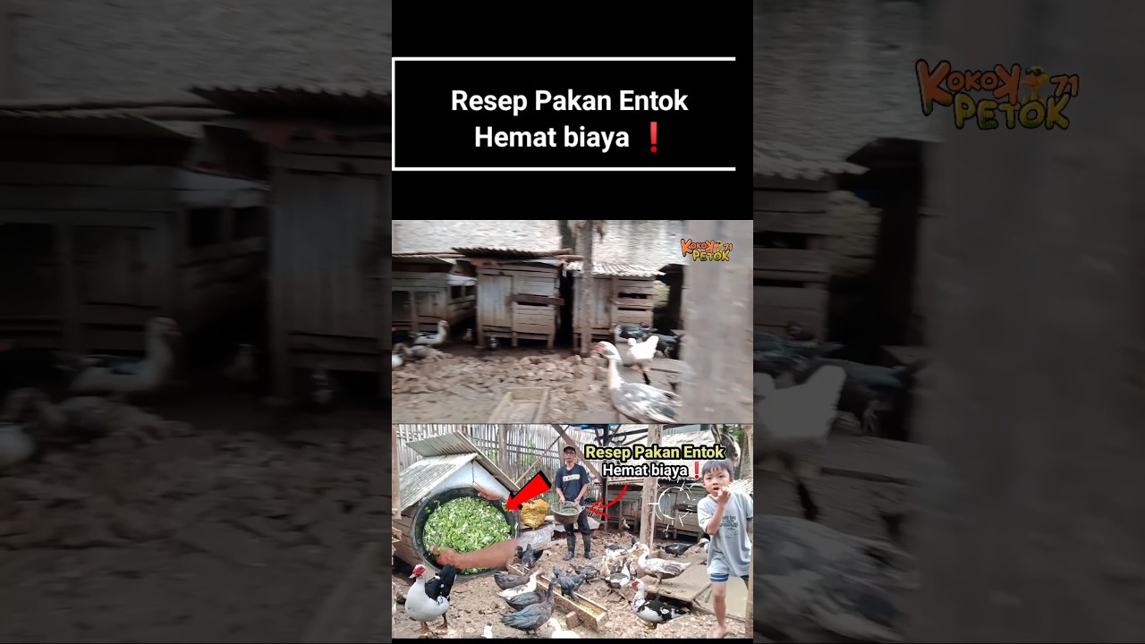 Resep pakan Entok hemat biaya 