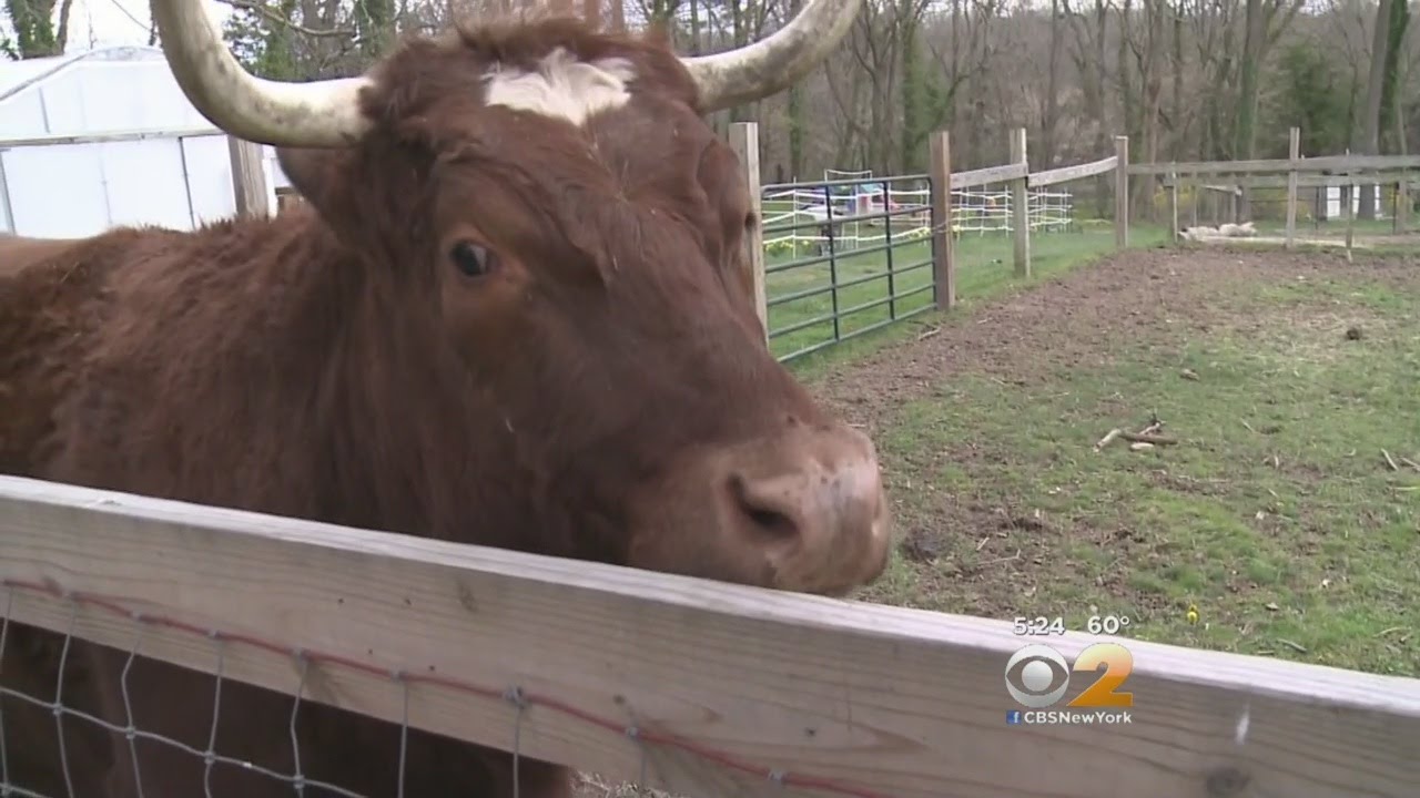 Campaign To Save The Cow
