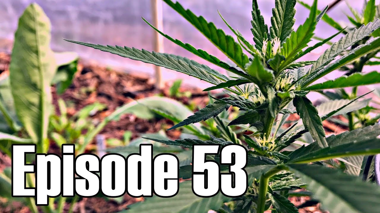 Cannabis Flowering in Spring - Episode 53