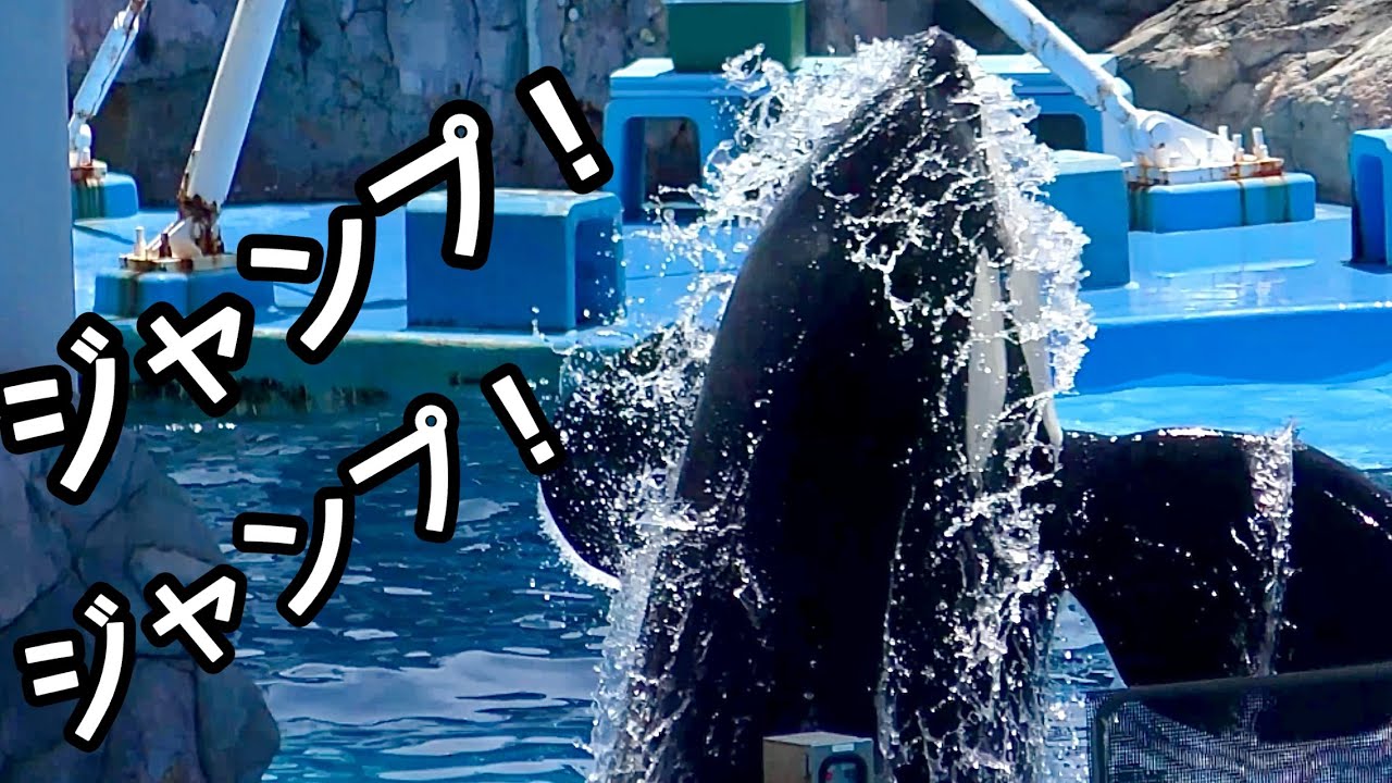 シャチ　アースくんとリンちゃん　ジャンプを披露しています【名古屋港水族館】Orca Earth-kun Lynn-chan Port of Nagoya Public Aquarium 