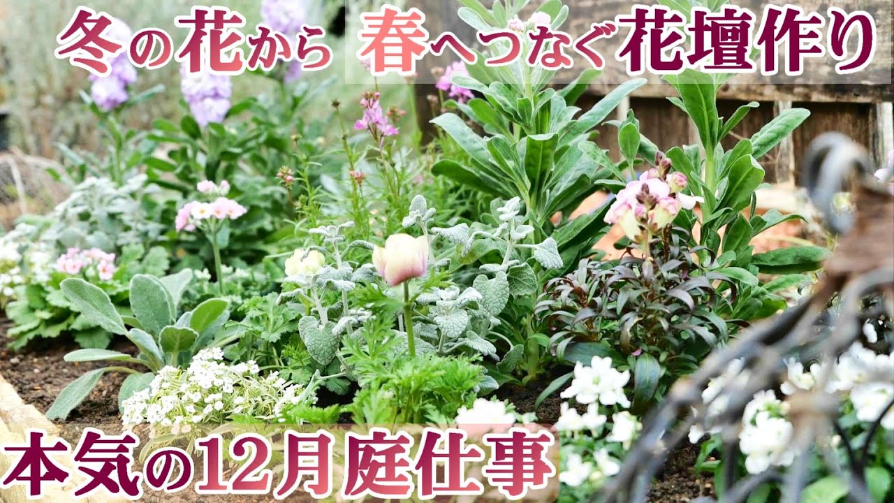 【冬花壇】冬の花から春へとつなぐ花壇作り/怒涛の１２月庭仕事*耕し植えての連続/ガーデニング