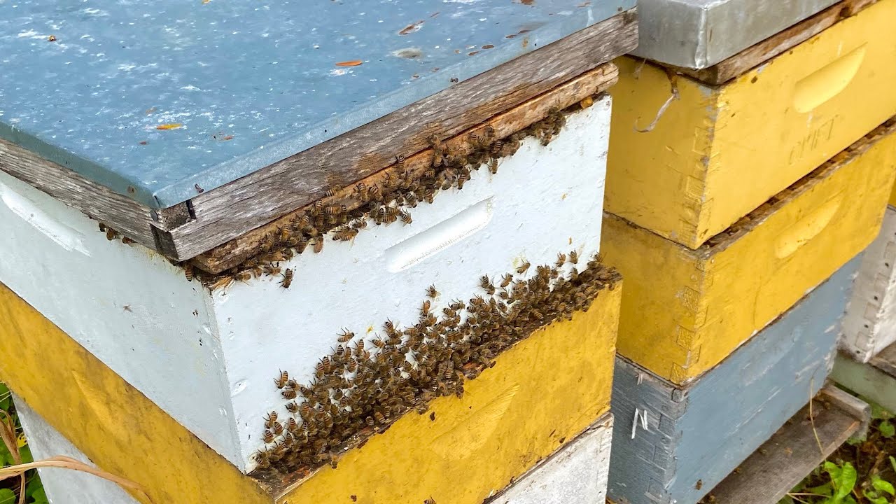 Offset supers and why I do it&mdash; How to keep bees working your honey supers during the hot summer flow
