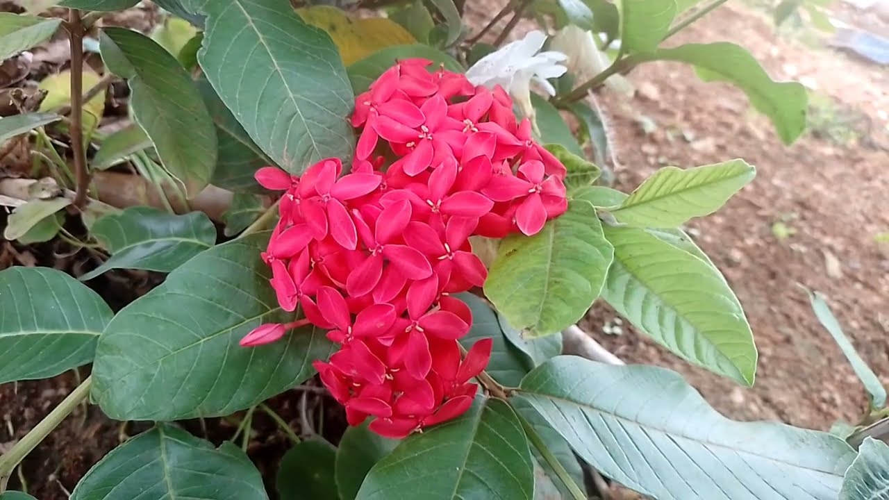  திரு உயிரை காப்பாற்றிய மகா 5 மார்ச் 
