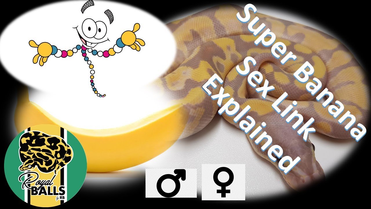 Breeding Ball Pythons; Super Banana Sex Link Explained