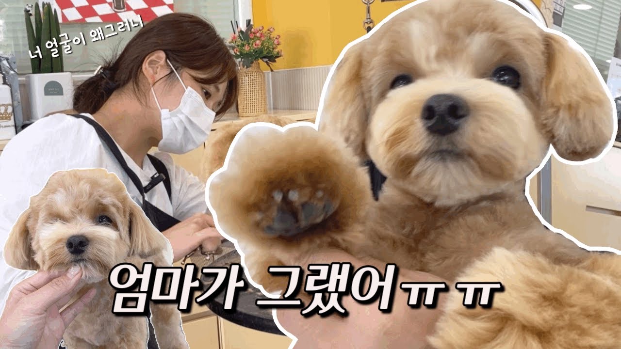엄마 손 압수!🤭댕강컷 당한 말티푸 수습베이비컷 / Recovery grooming for a Maltipoo whose fur was cut by mom.