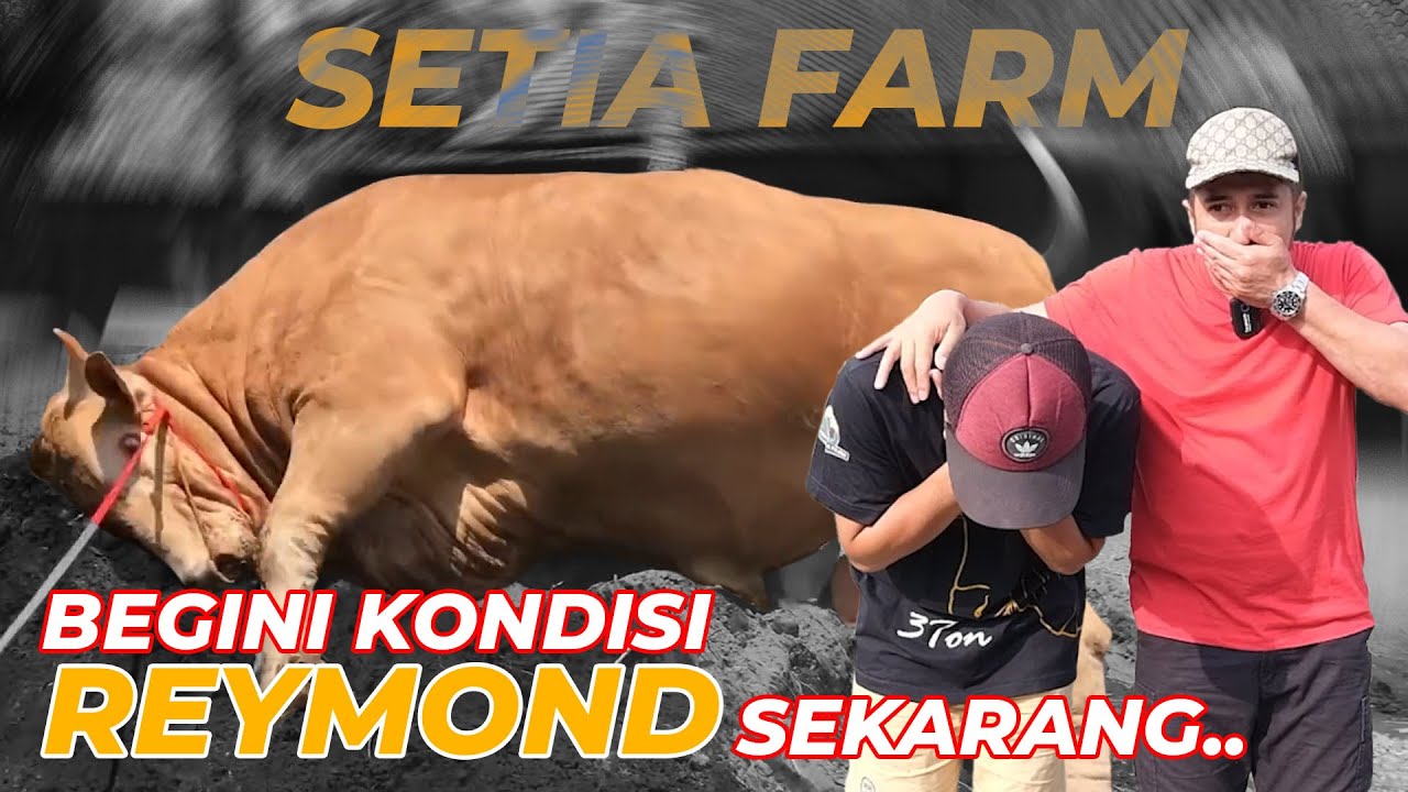 BANYAK YANG TANYA REYMOND KEMANA..?? DISINI JAWABANNYA... FT. SETIA FARM