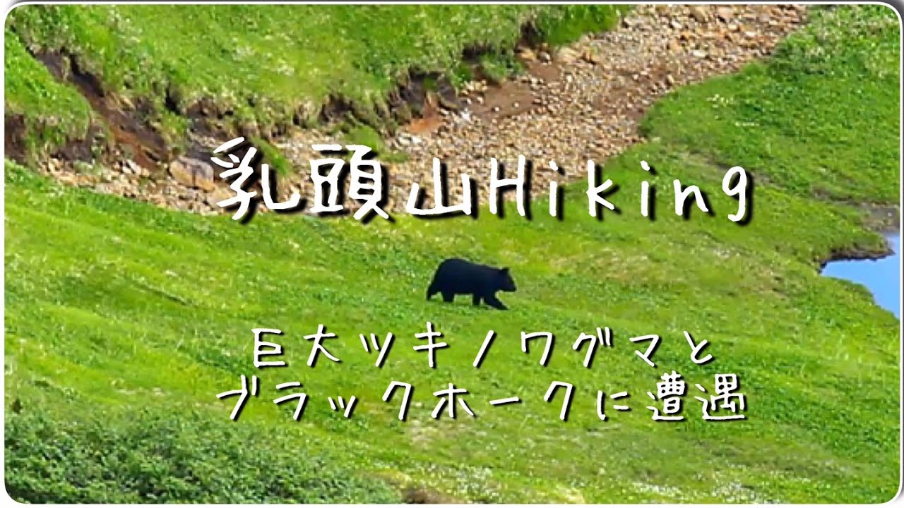 巨大ツキノワグマに遭遇＆ブラックホークヘリ急接近 | 乳頭山登山