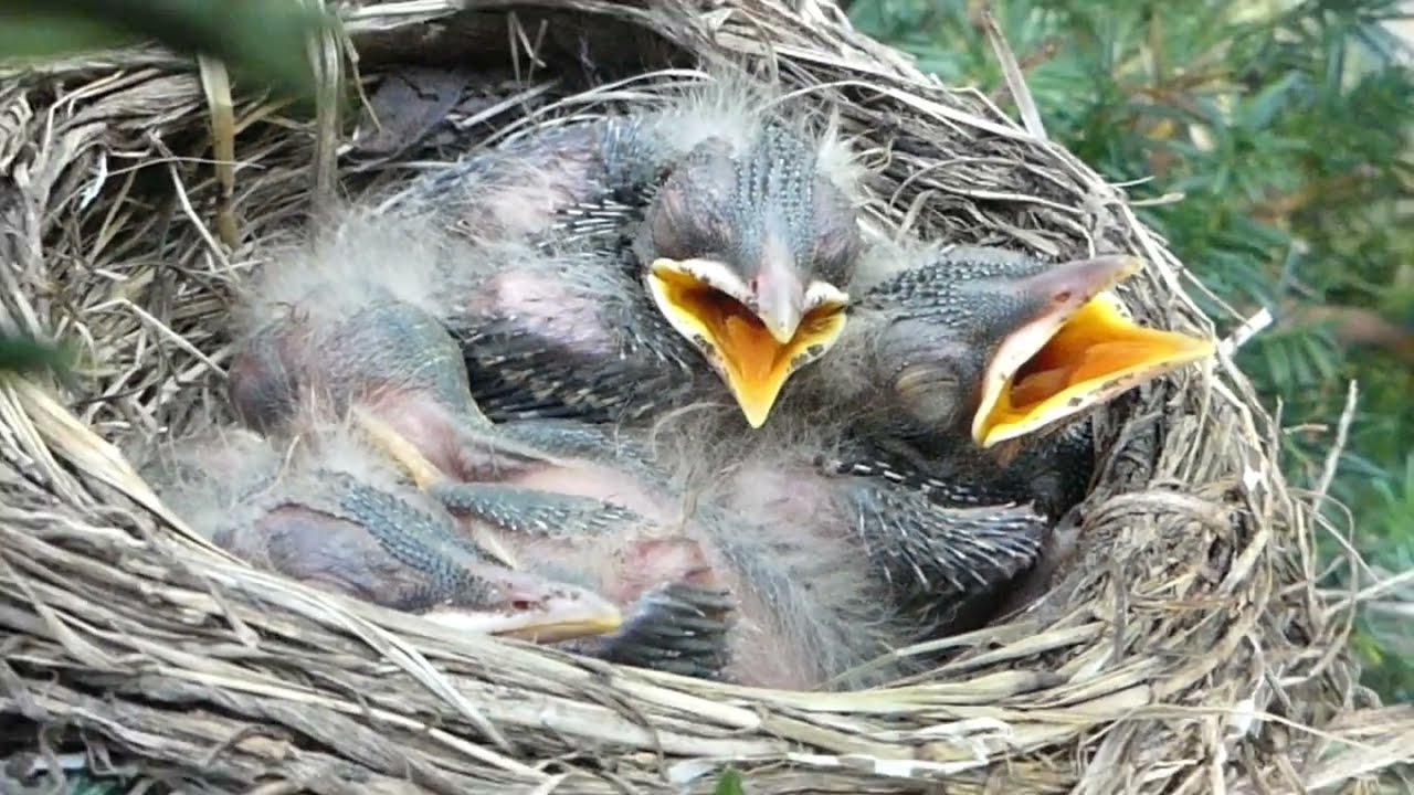 Baby Robins 🧡🧡🧡🧡 ~ Day Seven 
