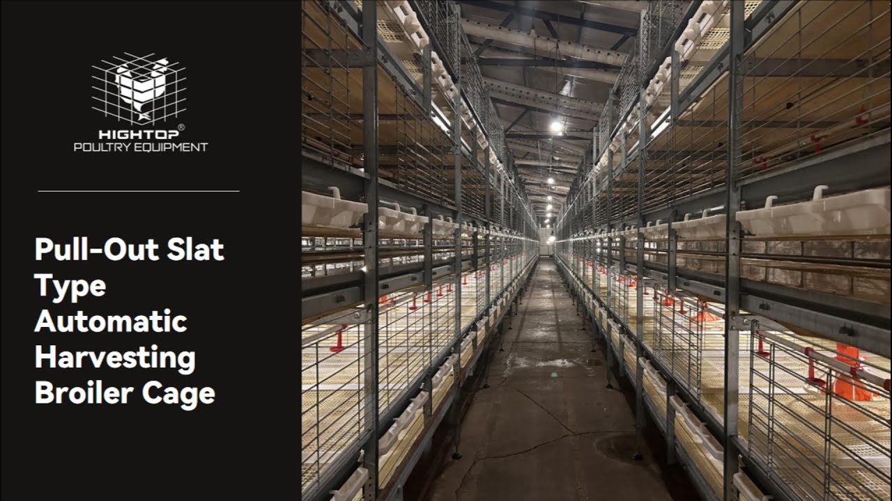pull out slat type automatic harvesting broiler cage 2-1
