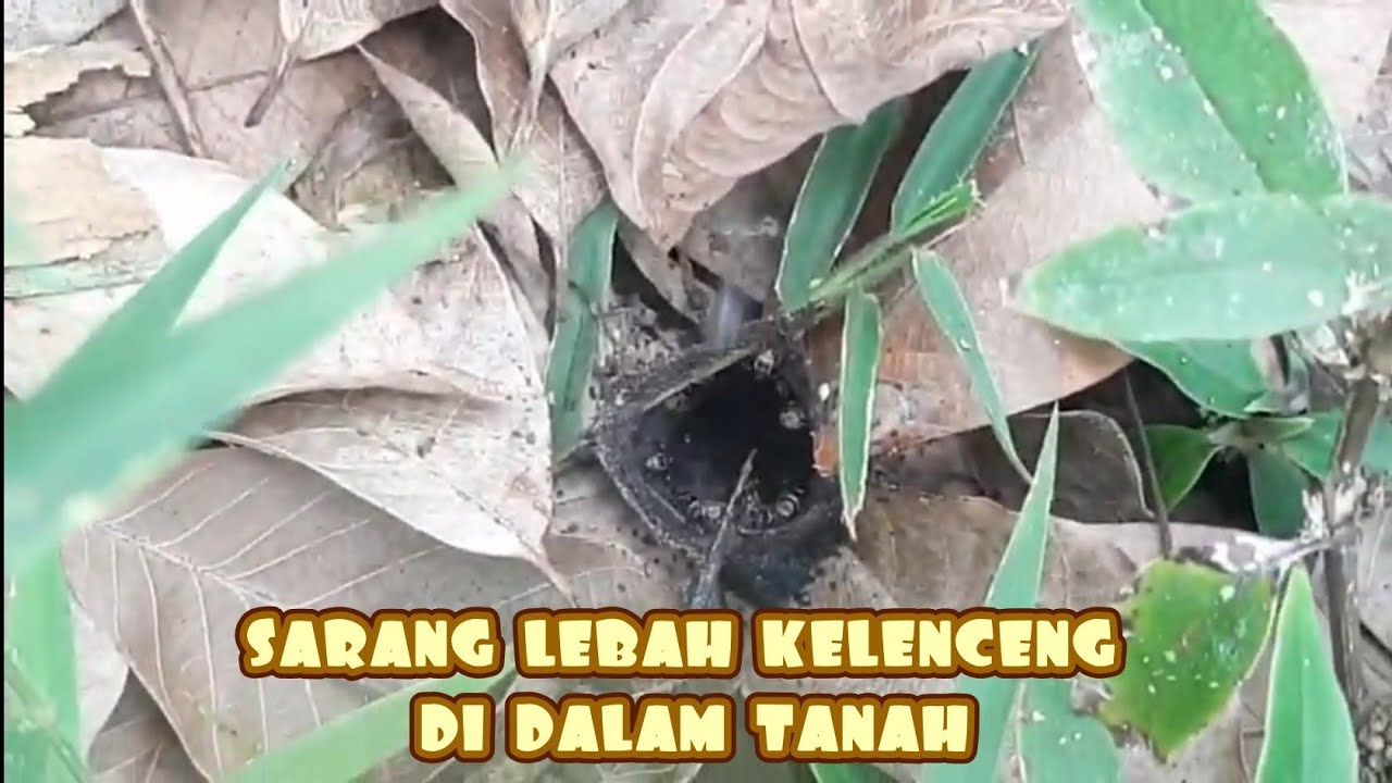 sarang lebah trigona (kelulut ) / lebah klenceng bersarang dalam tanah