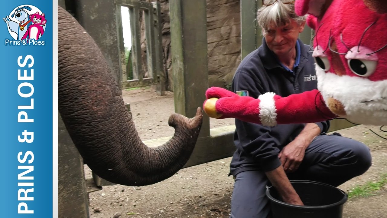 Prins & Ploes: Aflevering 12 - Olifanten bij Burgers' Zoo