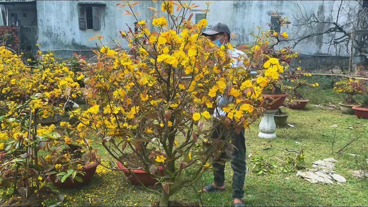 Cúc rin tàn đào cho anh em thả sân vườn (0383938201)