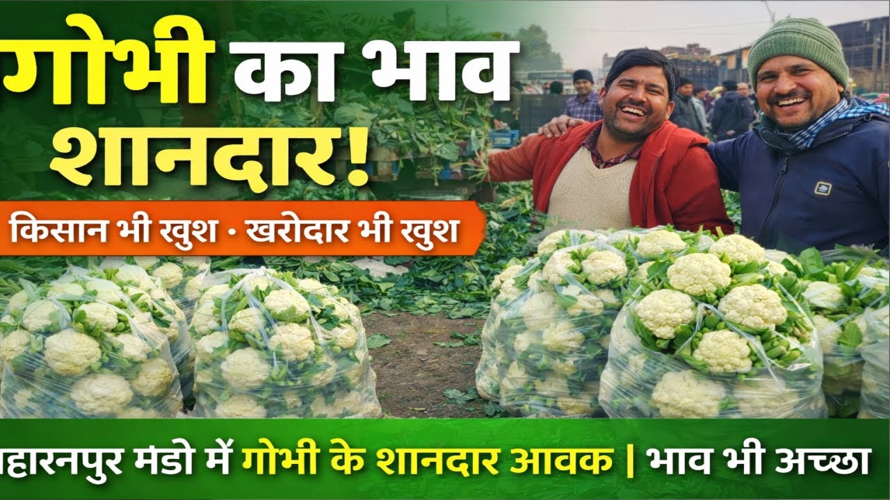 सहारनपुर मंडी में गोभी की शानदार आवक | भाव भी अच्छा, किसान और खरीददार दोनों खुश