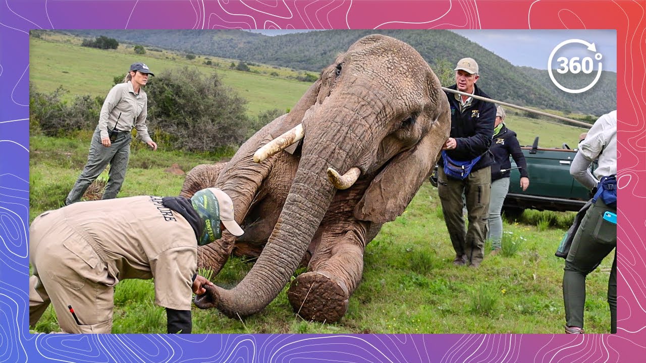 From Tusks to Tech: African Wildlife Vets Equip Elephants with GPS Collars