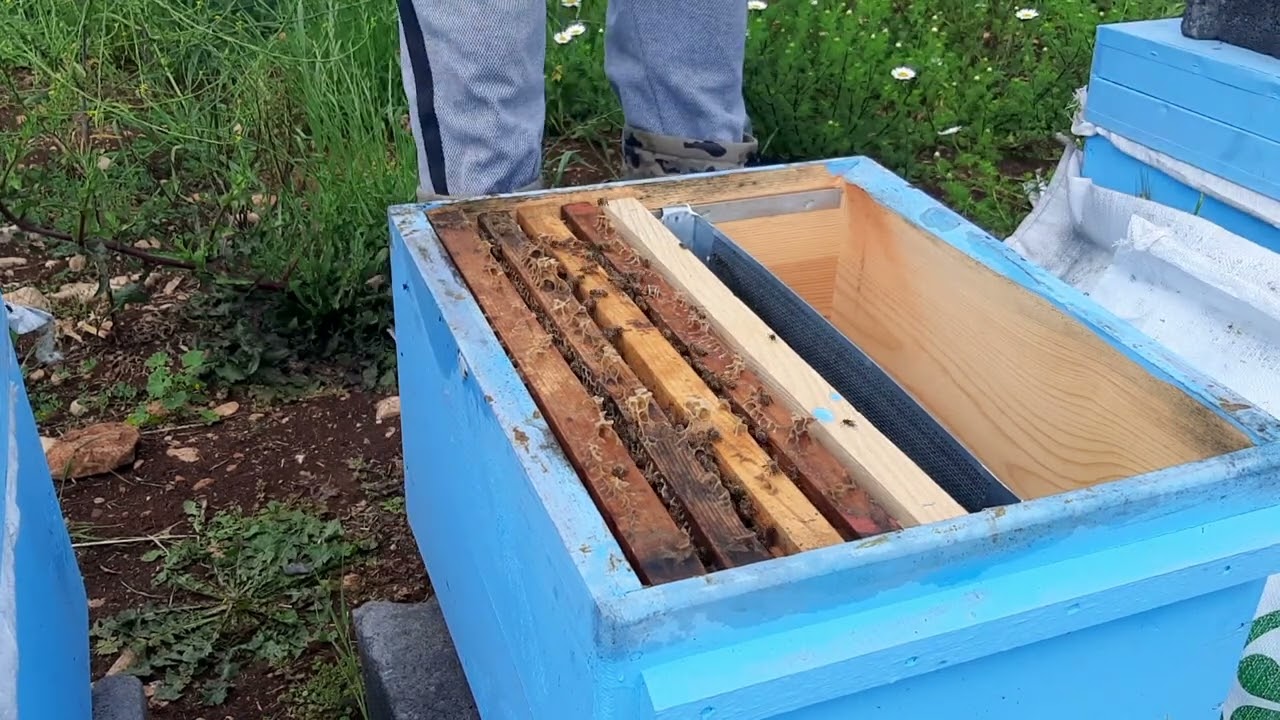 30/04/2023 Kovan kontrol. Oğul d&ouml;nemi. Bal Akımına hazırlık. #arıcılık #bee #beekeeping #varroa #k&ouml;y