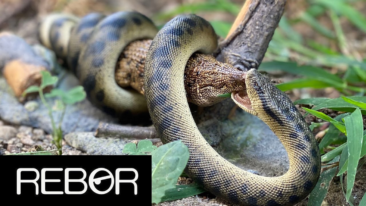 Rebor Titanoboa cerrejonensis Monty Review!! Premium Edition