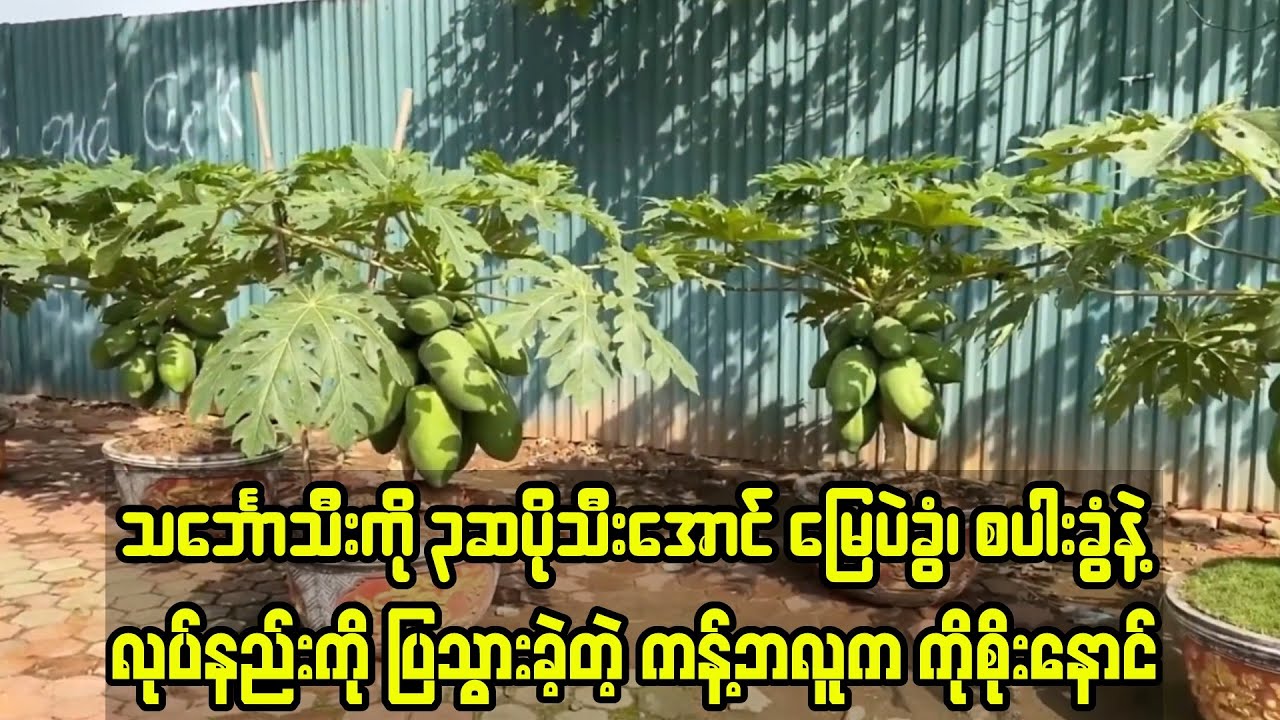 သင်္ဘောသီးကို ၃ဆပိုသီးအောင် စိုက်နည်းပြခဲ့တဲ့ ကန့်ဘလူက ကိုစိုးနောင်