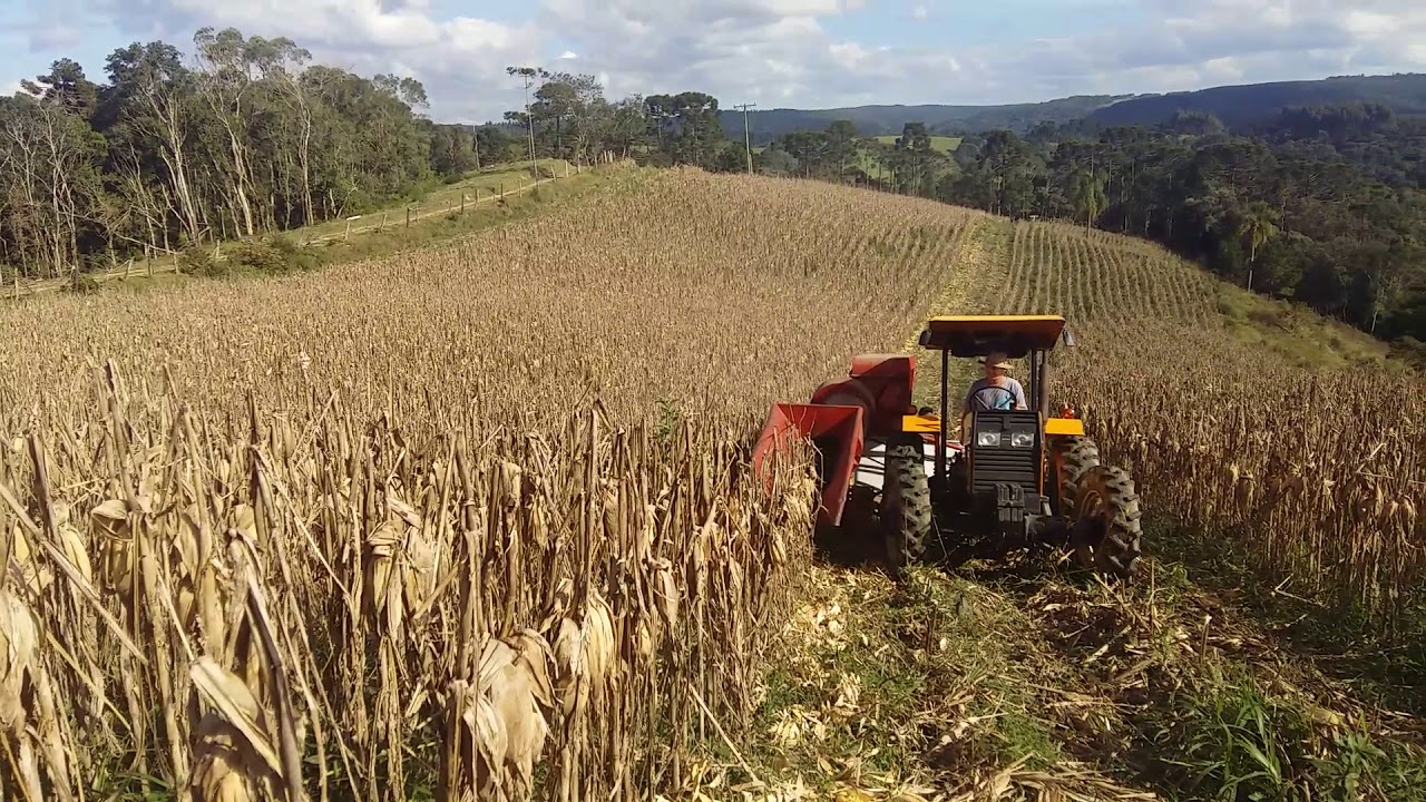 Colhendo milho com o valtra 585