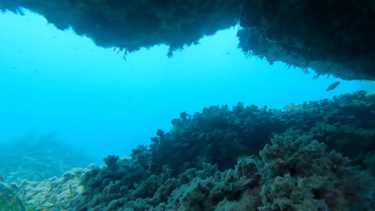 Buceo en el Mar Mediterráneo 🌊🤿👌 // Tesoro Vivo // ANyMAL