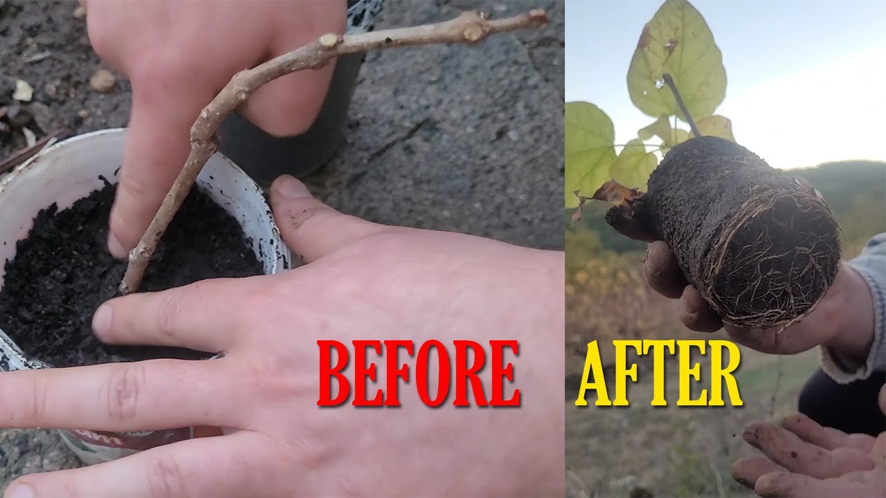 Propagating Catalpa Bignonioides from Cuttings - 2 Ways