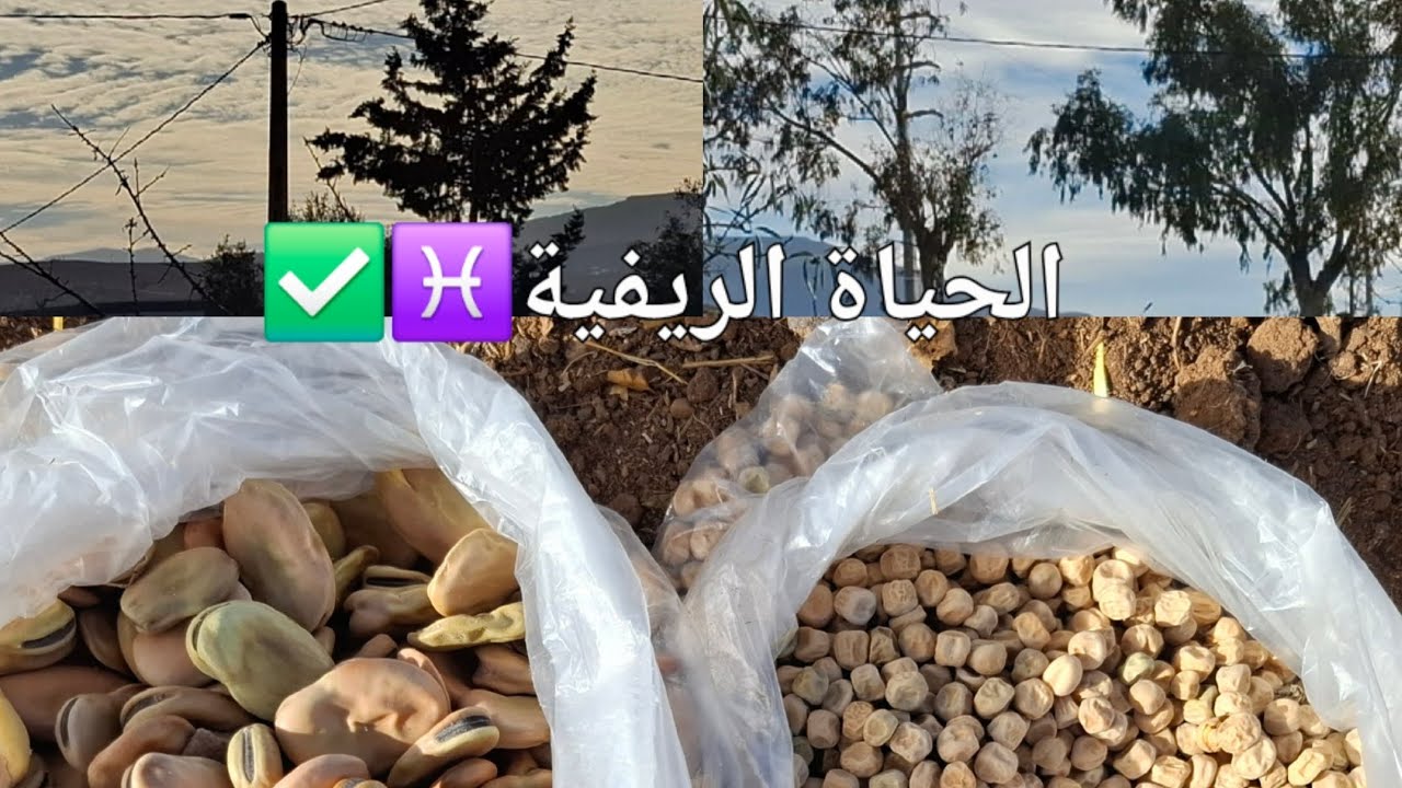 في هذا اليوم الجميل قمنا بزراعة الفول و الجلبان تابعو معنا الفيديو حتى الأخير🤩♓️✌️