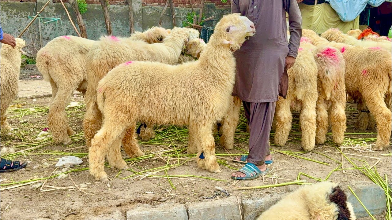 Mundre Chatre Lahore Mandi Shahpur Kanjra Katu Maal Mazhar Biba Official 