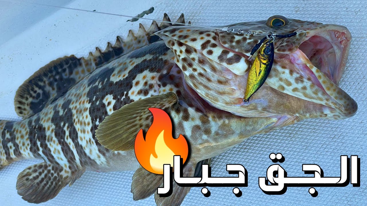 رحلة صيد سمك جنوب قطر Fishing trip south of Qatar