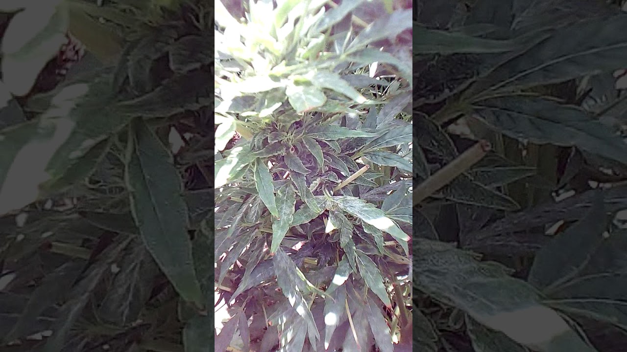 ELAM EROHW MARIJUANA FOREST BUDS ON BUDS ON BUDS