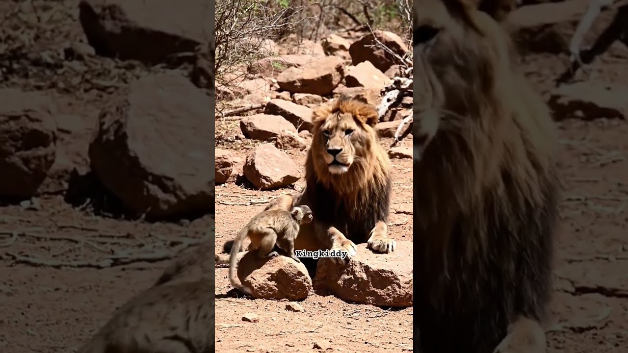 The monkey is scaring the Lion #kingkiddy #famesoul