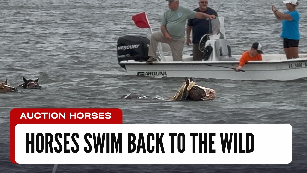 Remaining Horses Sold at Auction and Horses Swim back to the Wild.