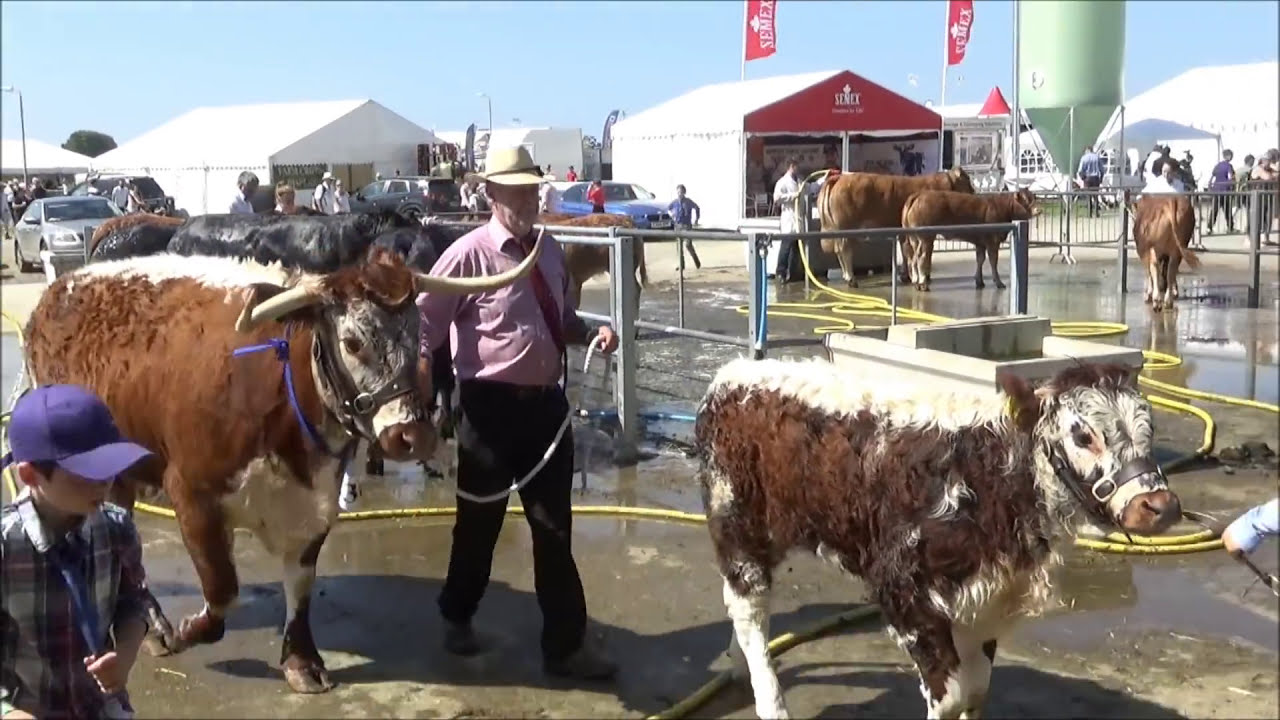 Pembrokeshire show.Part 2. Cattle